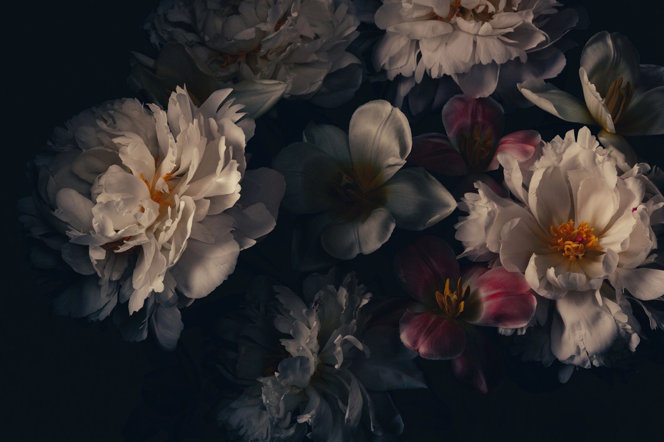 White peonies oil painting